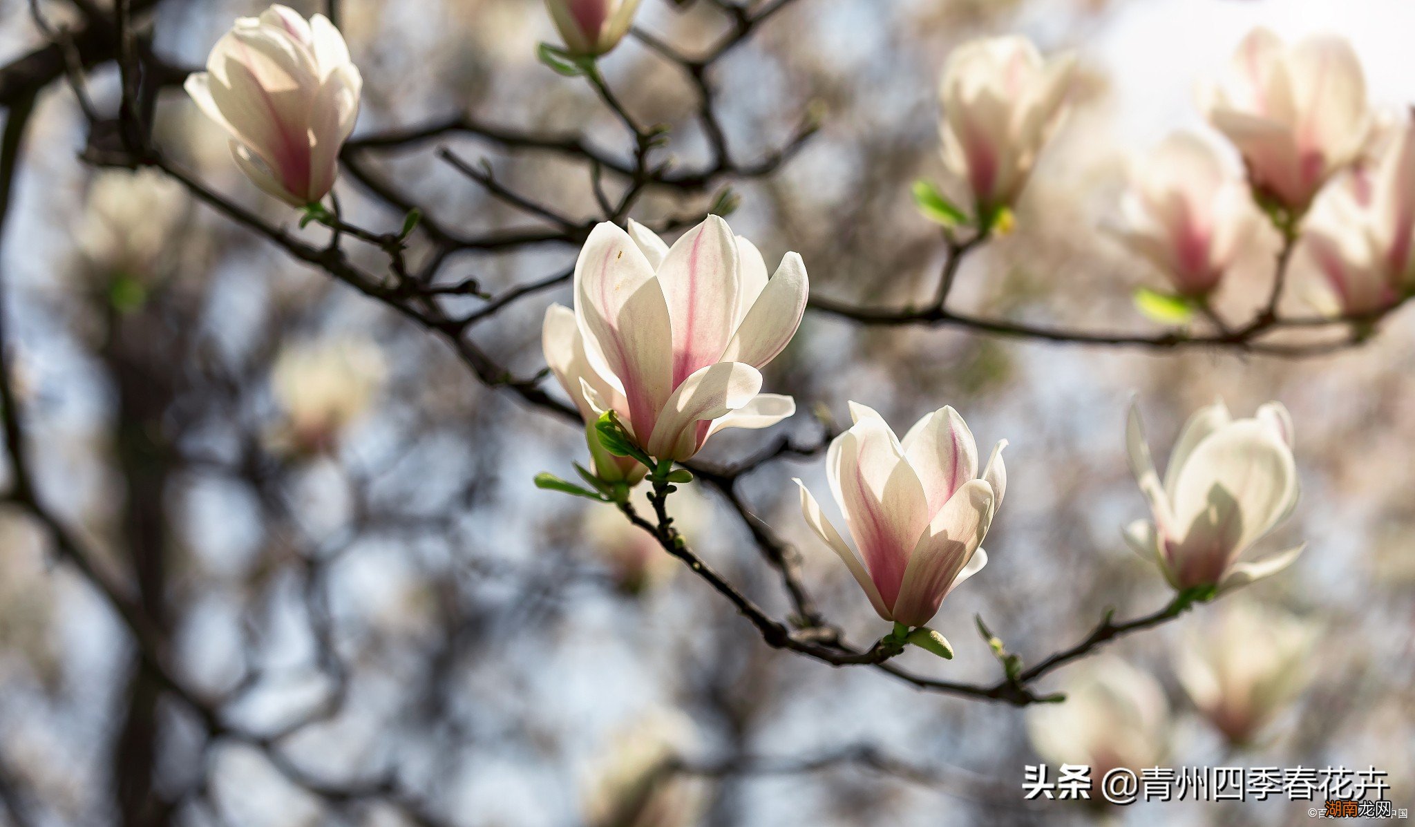 春天常见的都有什么花盛开 春天开放的十种花简述