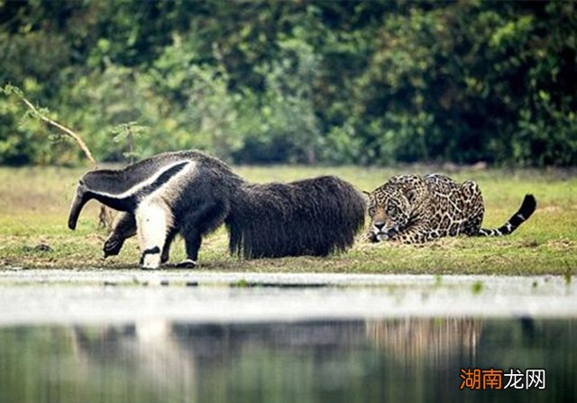 食蚁兽这种动物有多厉害 食蚁兽是哪个洲的特种物种