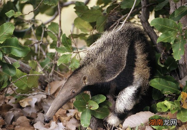 食蚁兽这种动物有多厉害 食蚁兽是哪个洲的特种物种