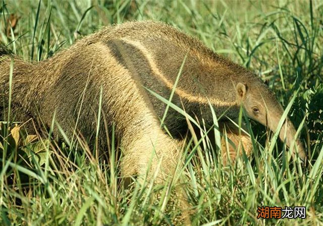 食蚁兽这种动物有多厉害 食蚁兽是哪个洲的特种物种
