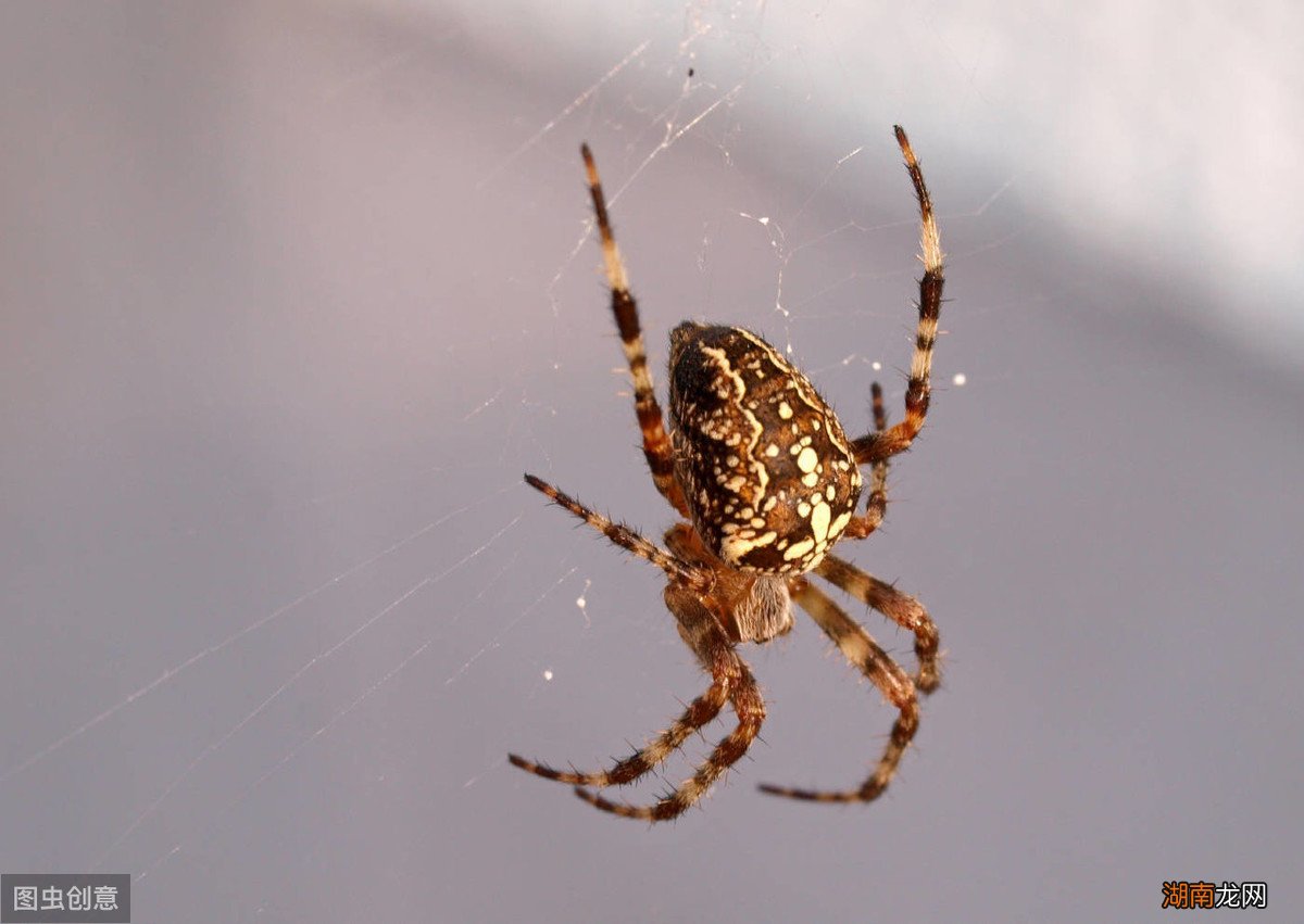 民间五毒之中到底哪种动物最毒 五毒是哪几种动物
