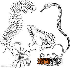 民间五毒之中到底哪种动物最毒 五毒是哪几种动物