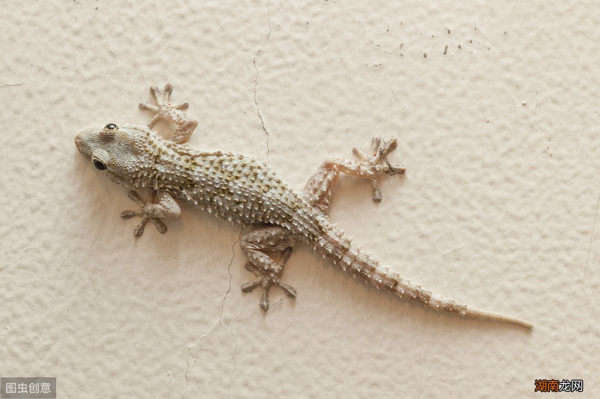 民间五毒之中到底哪种动物最毒 五毒是哪几种动物