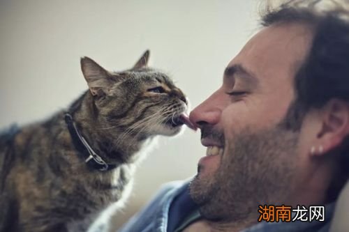 猫咪总是喜欢舔人正常吗 猫咪舔你的手代表什么意思