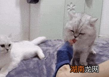 猫咪总是喜欢舔人正常吗 猫咪舔你的手代表什么意思