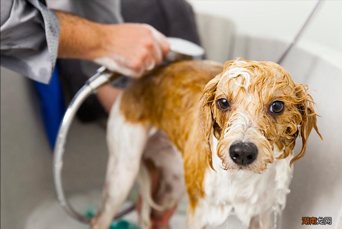 第一次养狗要注意哪些问题  新手养狗五大忌是什么