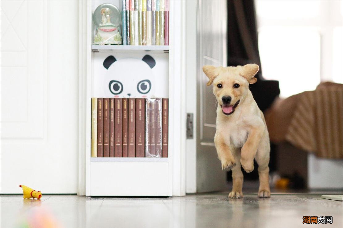 第一次养狗要注意哪些问题  新手养狗五大忌是什么