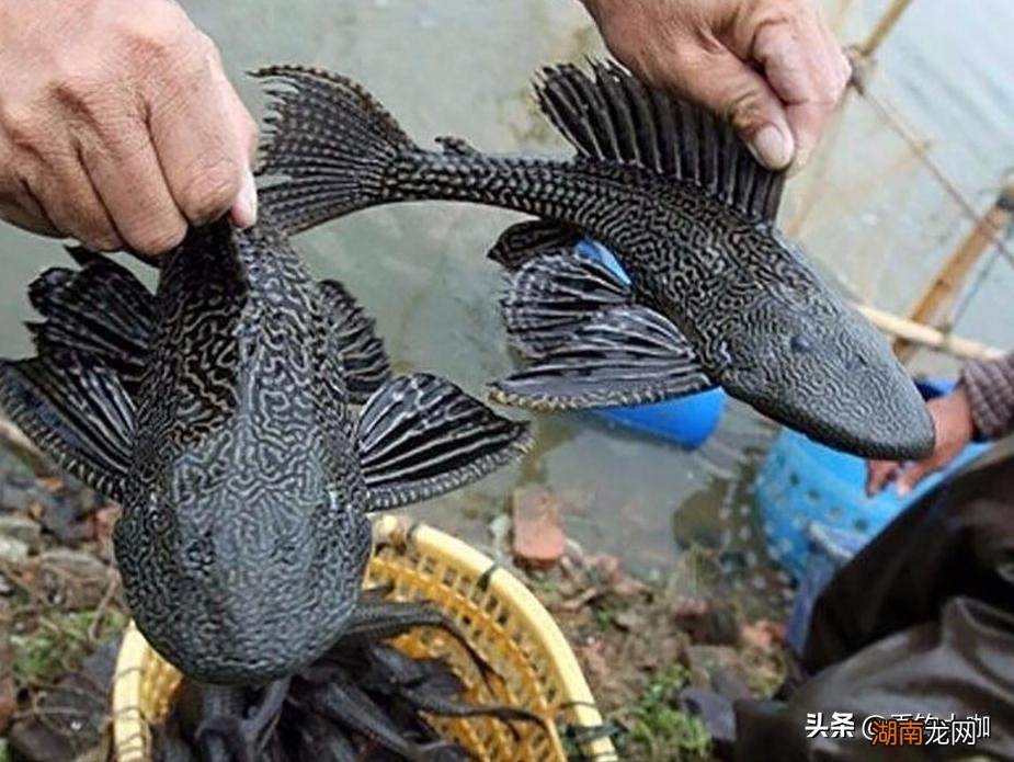 清道夫晒死之后放水里能活吗 清道夫为什么晒干了还能活