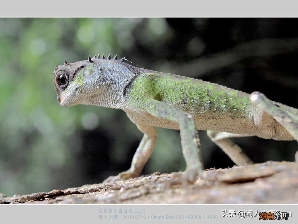 会变色的丽棘蜥是一种什么动物 会变色的动物有哪些