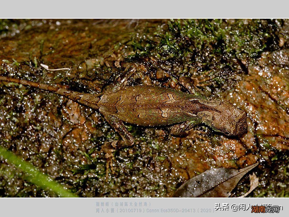 会变色的丽棘蜥是一种什么动物 会变色的动物有哪些