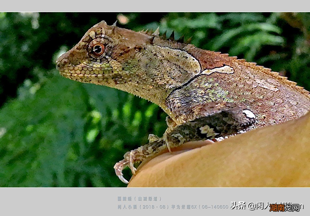 会变色的丽棘蜥是一种什么动物 会变色的动物有哪些