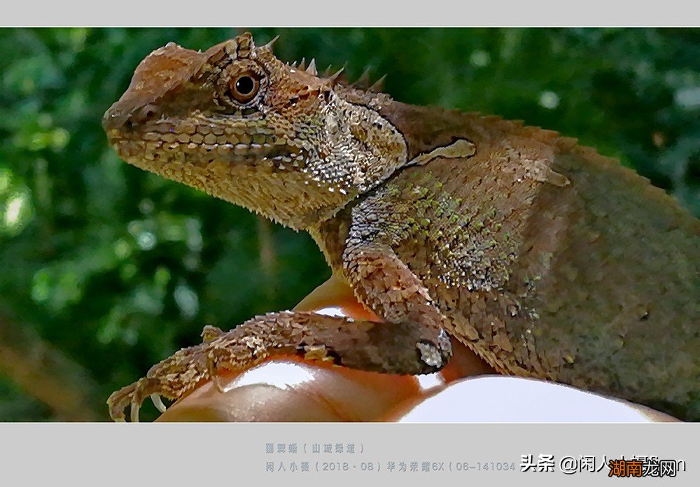 会变色的丽棘蜥是一种什么动物 会变色的动物有哪些