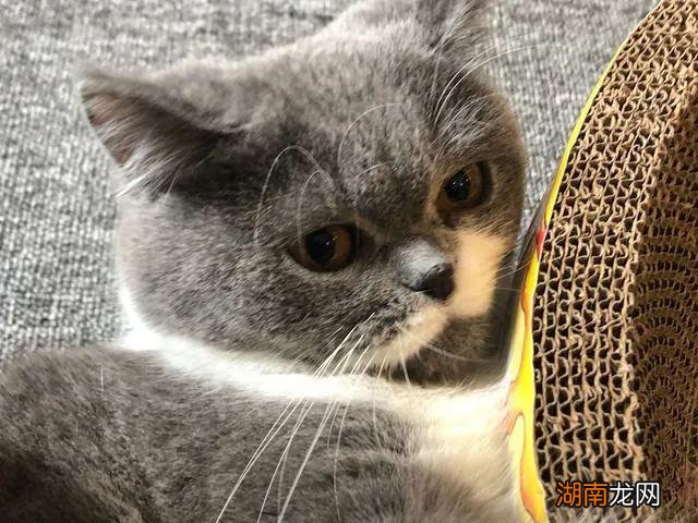 猫找主人会有福气是真的吗 猫喜欢接近有福报的人