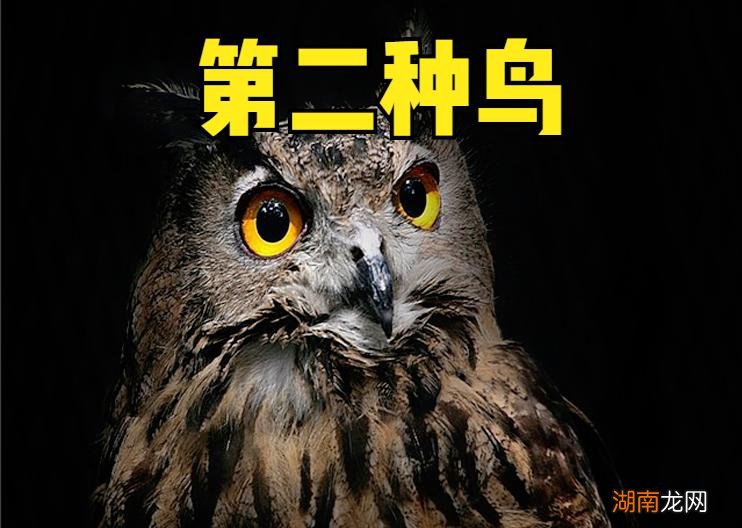 鸟飞进屋是不是有喜事间降临 鸟飞进家里是什么预兆