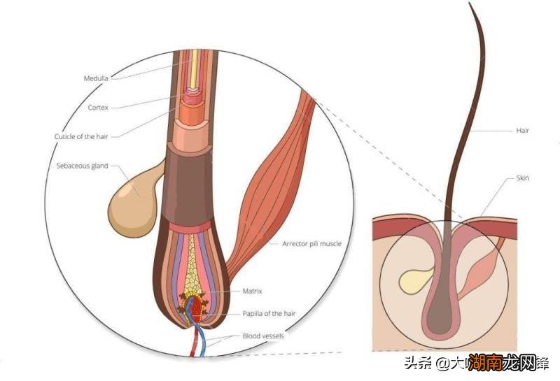 头发细软并且量还少原因及改善方法 头发软又细又少怎么办