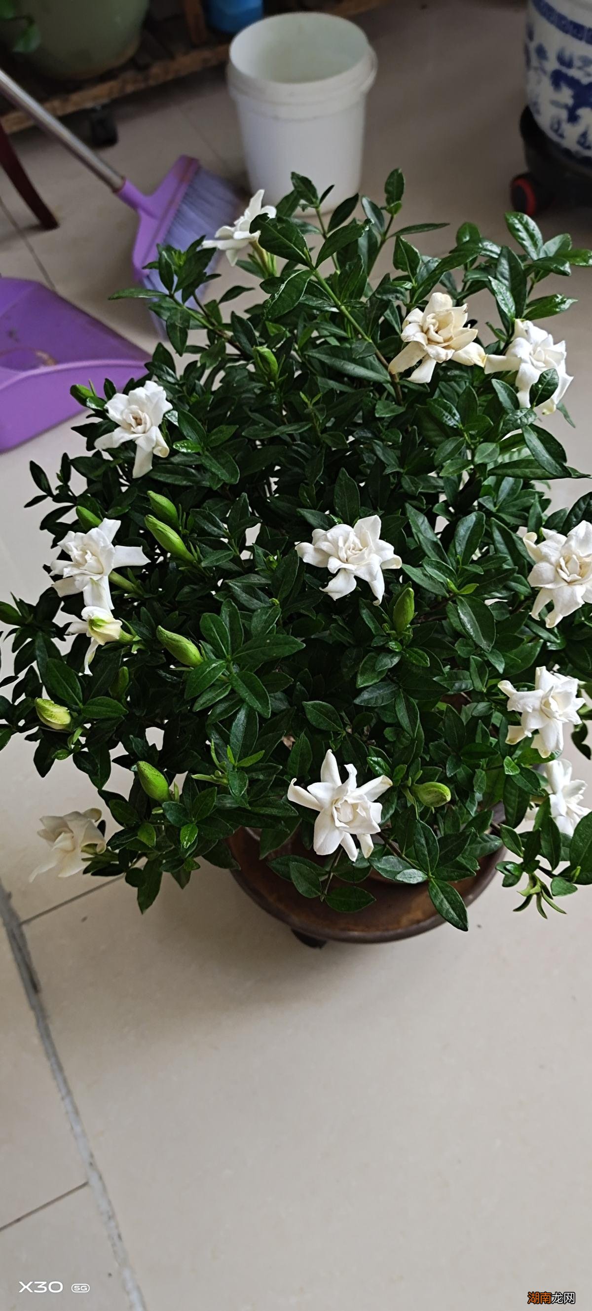 栀子花放在内室里养有毒吗 栀子花可以放在卧室吗