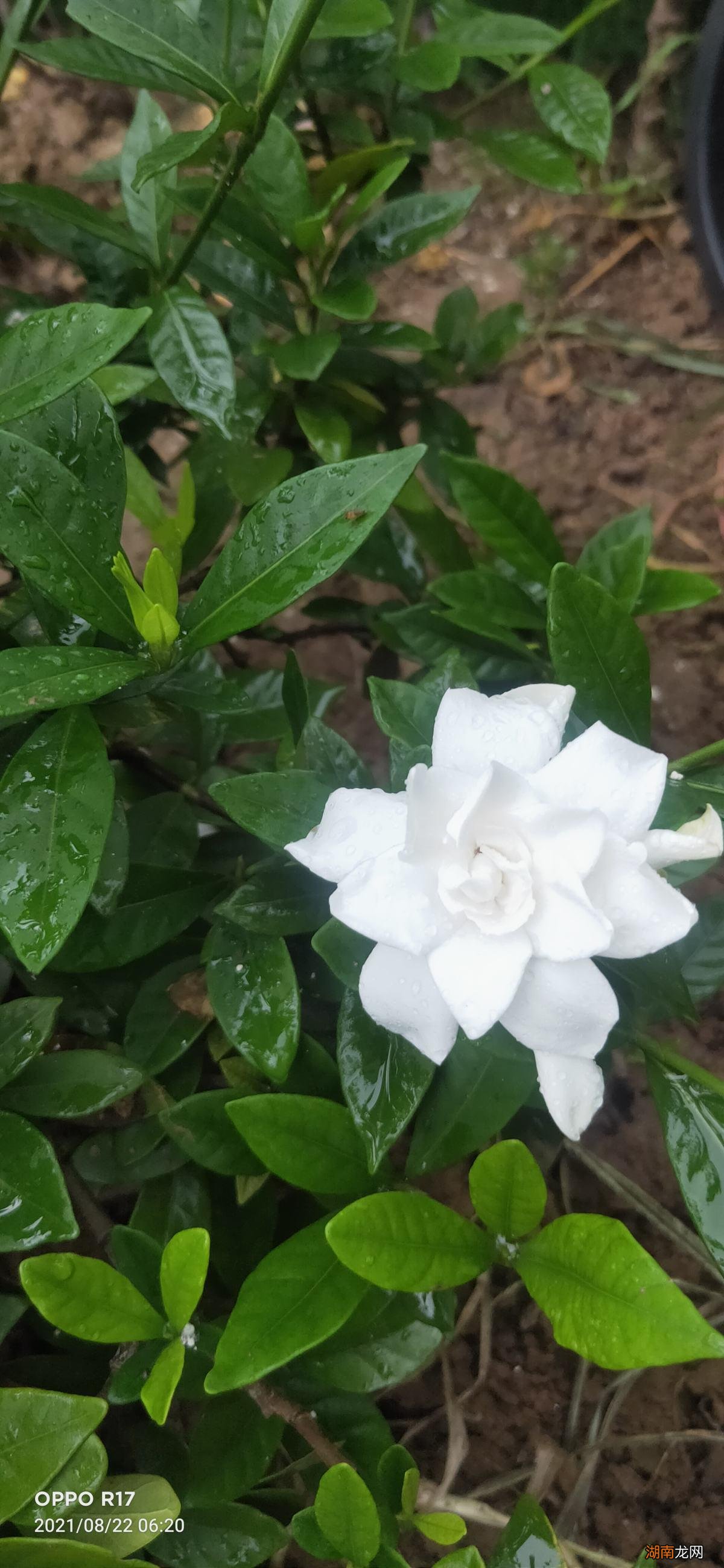 栀子花放在内室里养有毒吗 栀子花可以放在卧室吗