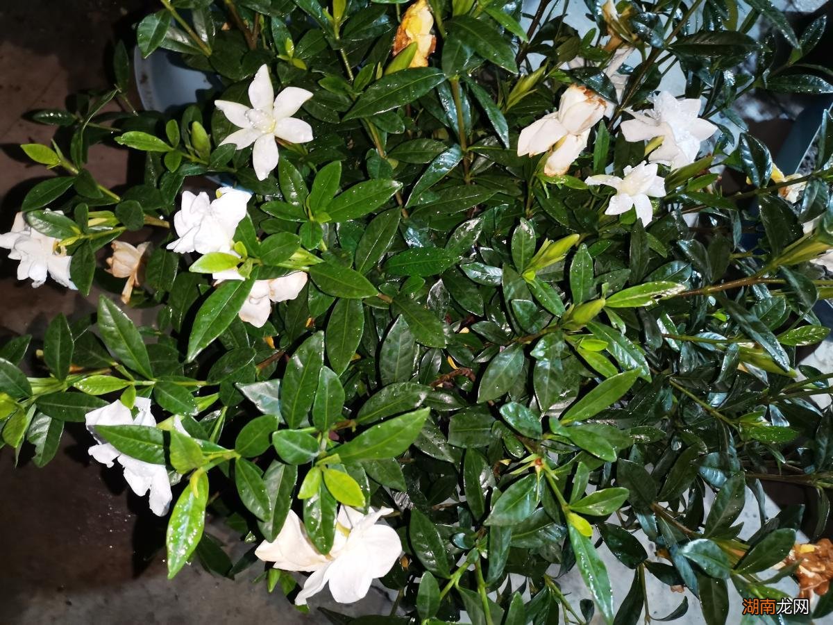 栀子花放在内室里养有毒吗 栀子花可以放在卧室吗