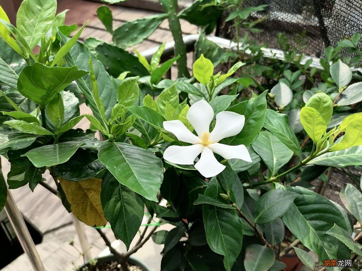 栀子花放在内室里养有毒吗 栀子花可以放在卧室吗