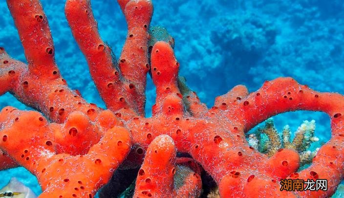 有长生不死的动物存在吗 世界上三大不死的动物是什么