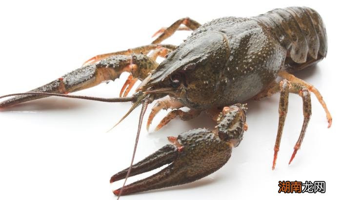 有长生不死的动物存在吗 世界上三大不死的动物是什么