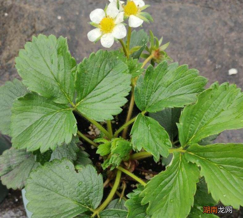 盆栽草莓的种植方法和技术 草莓什么时候种植最好