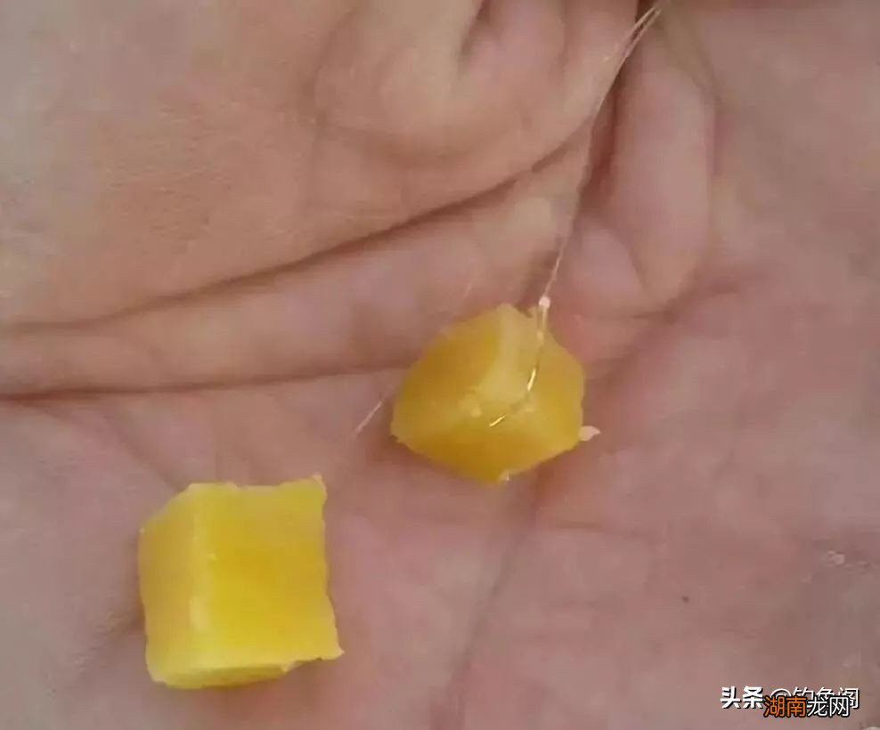 钓鲤鱼最顶级的绝杀饵配方 鲤鱼用什么钓最好上钩