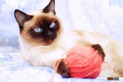 为什么很少人会饲养暹罗猫 为什么千万别养暹罗猫