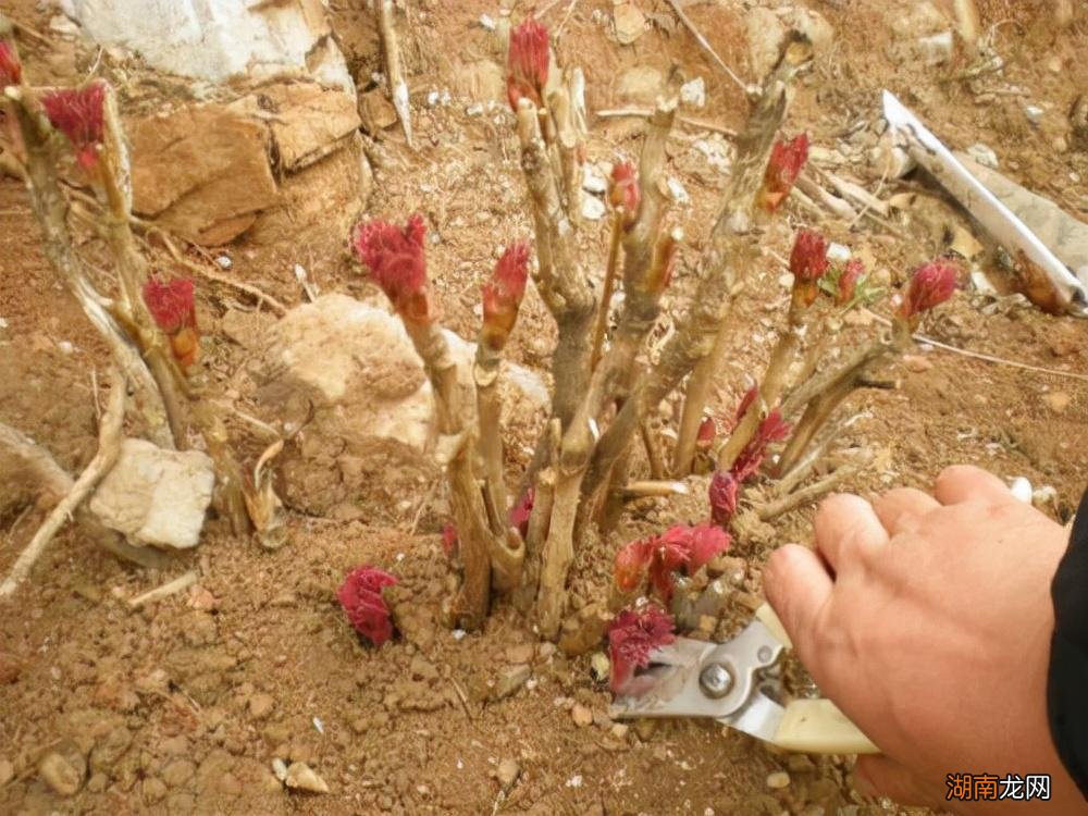 十大风水寓意好的花名字及图片 风水里最吉祥的花有哪些