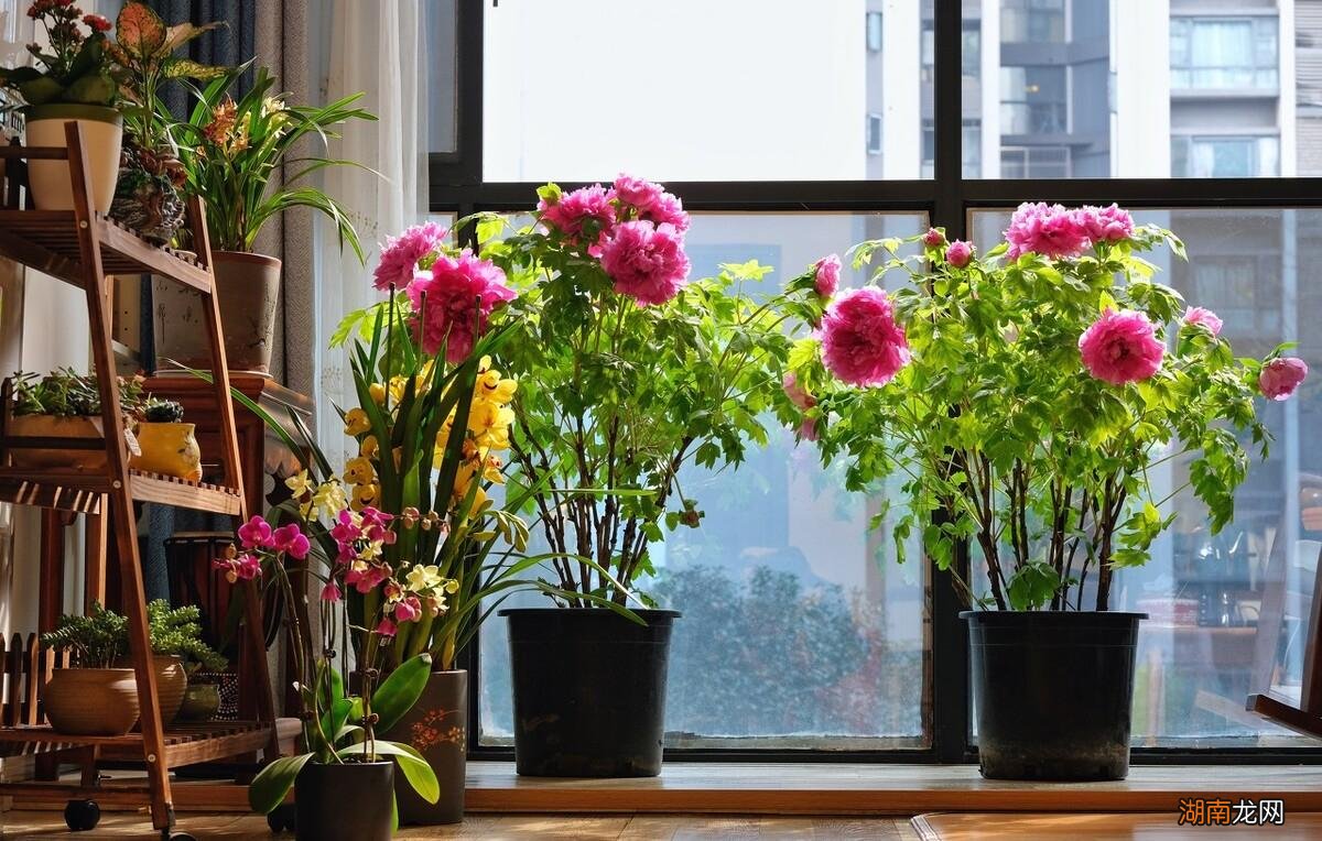 十大风水寓意好的花名字及图片 风水里最吉祥的花有哪些