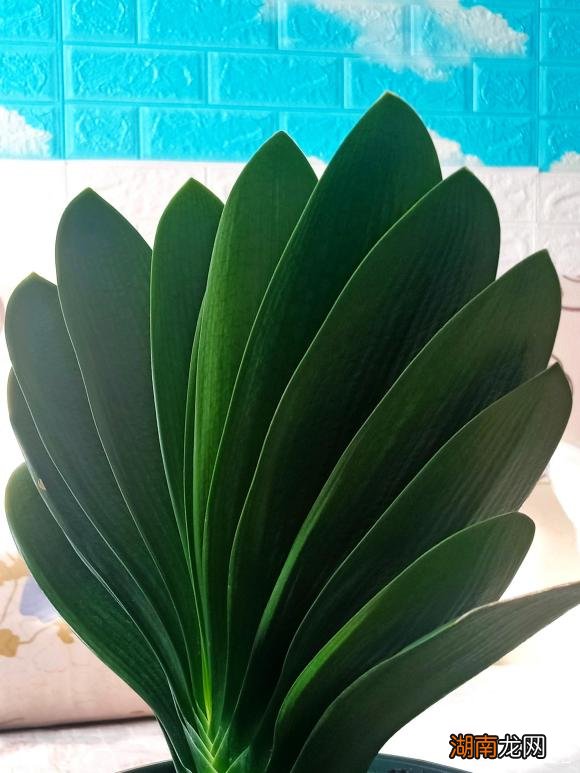 十大风水寓意好的花名字及图片 风水里最吉祥的花有哪些