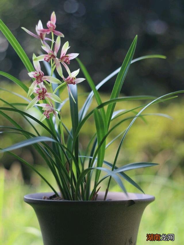 十大风水寓意好的花名字及图片 风水里最吉祥的花有哪些