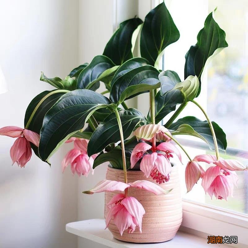 十大风水寓意好的花名字及图片 风水里最吉祥的花有哪些