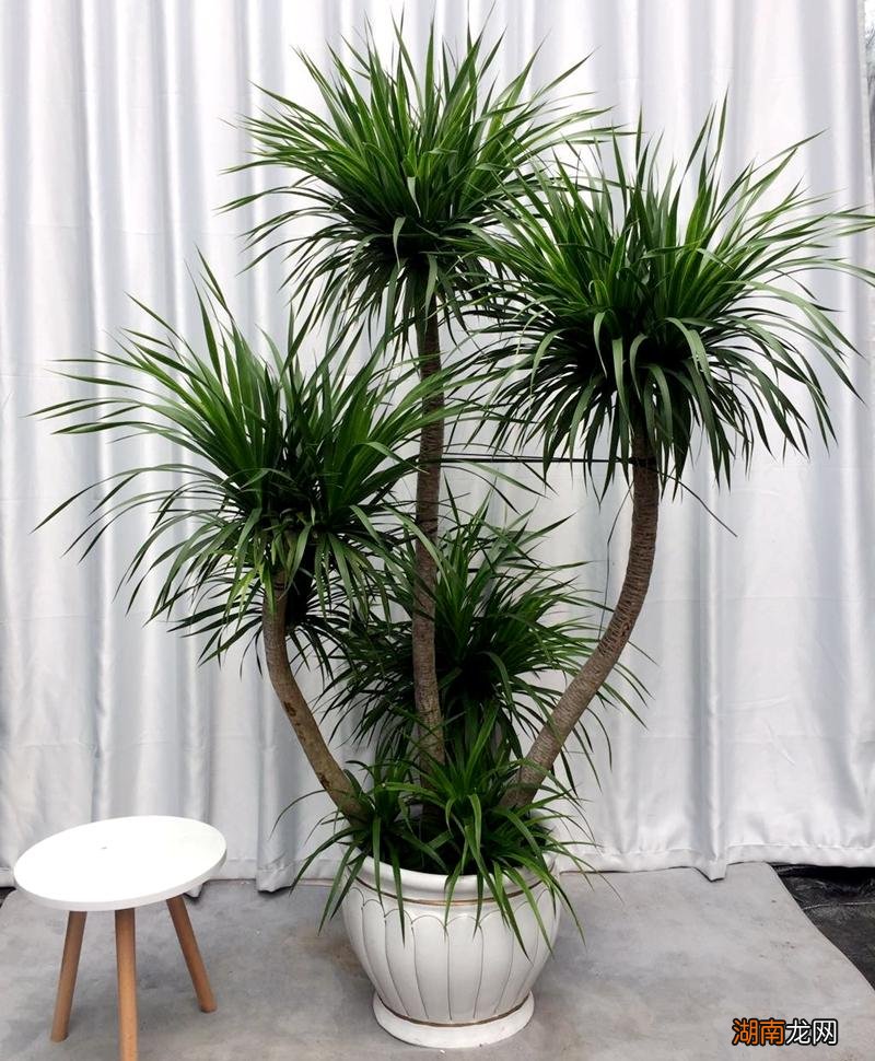 十大风水寓意好的花名字及图片 风水里最吉祥的花有哪些