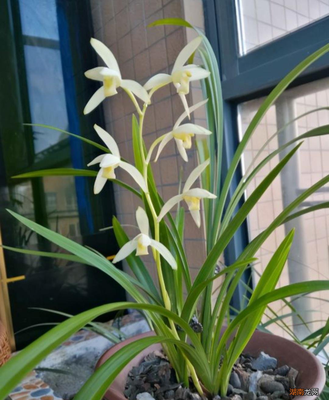 十大风水寓意好的花名字及图片 风水里最吉祥的花有哪些