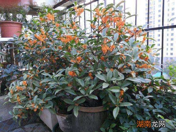 十大风水寓意好的花名字及图片 风水里最吉祥的花有哪些