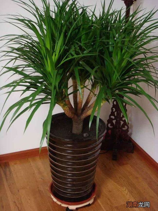 十大风水寓意好的花名字及图片 风水里最吉祥的花有哪些