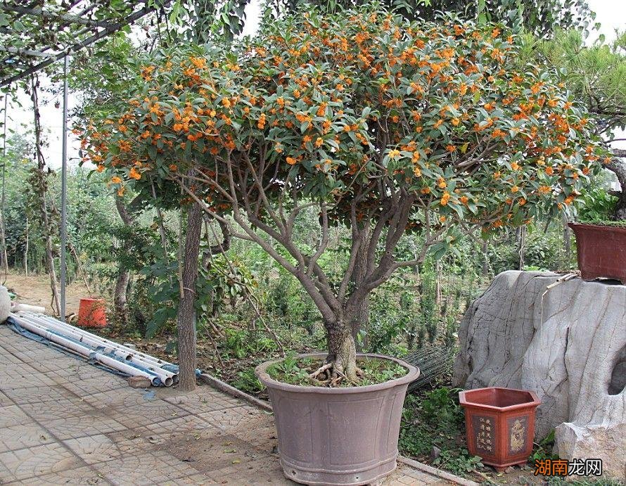 十大风水寓意好的花名字及图片 风水里最吉祥的花有哪些