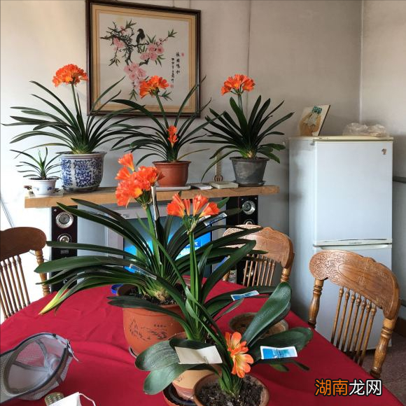 十大风水寓意好的花名字及图片 风水里最吉祥的花有哪些