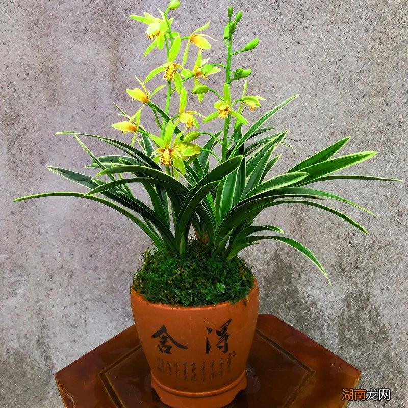 十大风水寓意好的花名字及图片 风水里最吉祥的花有哪些