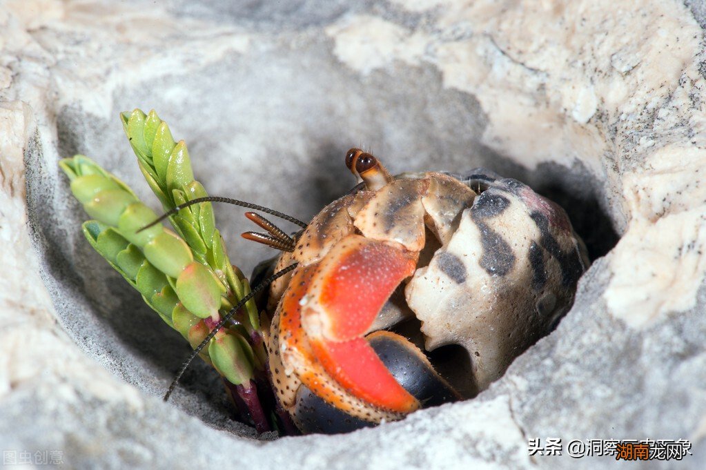 海里寄居蟹怎么养活 小型寄居蟹吃什么食物比较好