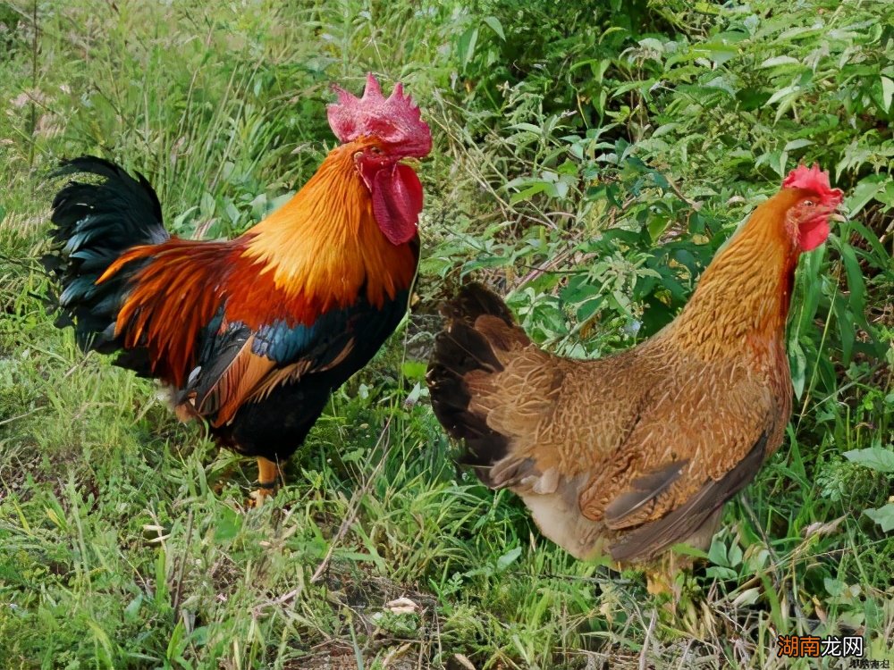 公鸡的存在有什么作用 母鸡下蛋需要公鸡的配合吗