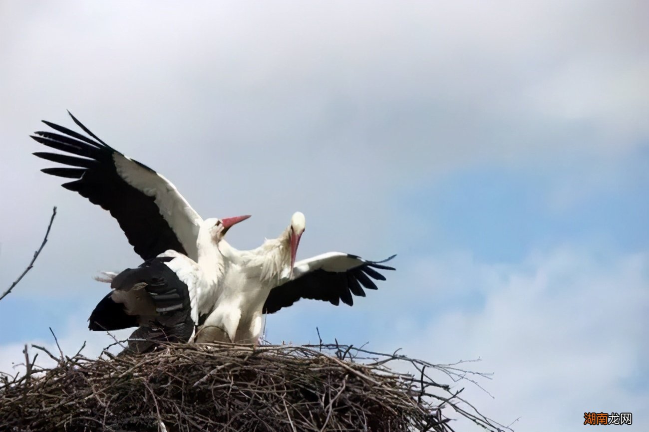 公鸡的存在有什么作用 母鸡下蛋需要公鸡的配合吗