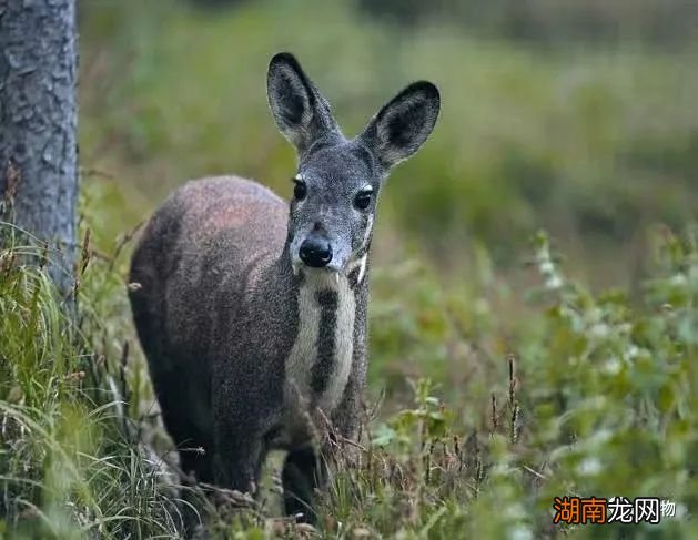 麝香动物叫什么名字 麝香是什么动物身上的哪个部位