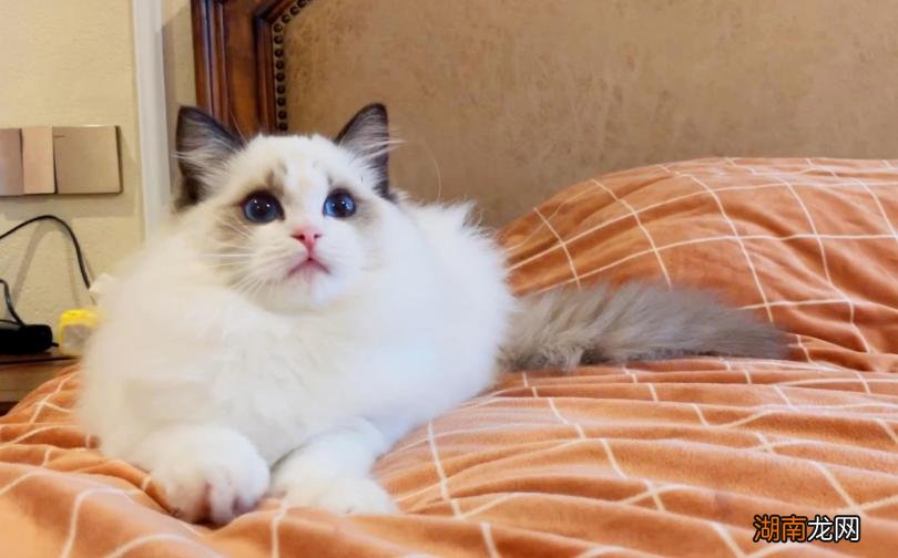 猫的哪些行为是表达喜欢你 猫喜欢你的10种表现