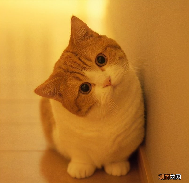 猫的哪些行为是表达喜欢你 猫喜欢你的10种表现