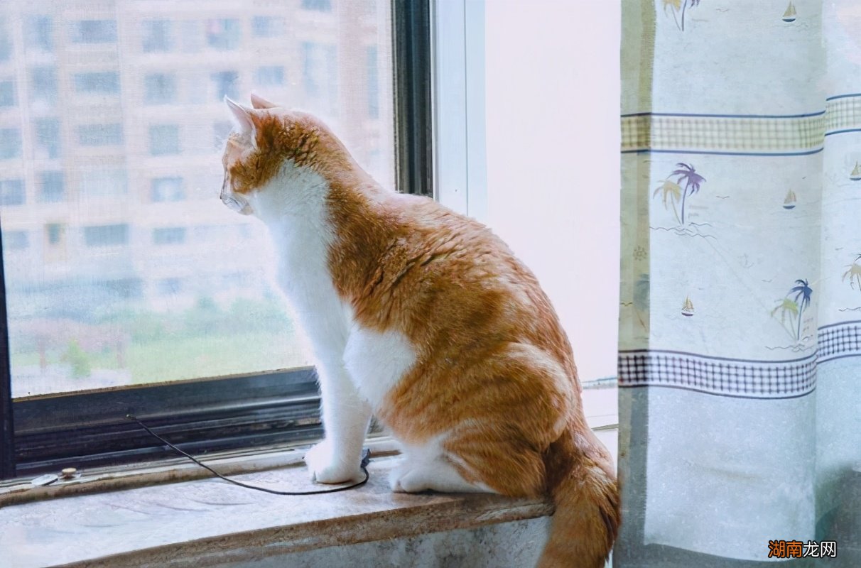 猫的哪些行为是表达喜欢你 猫喜欢你的10种表现