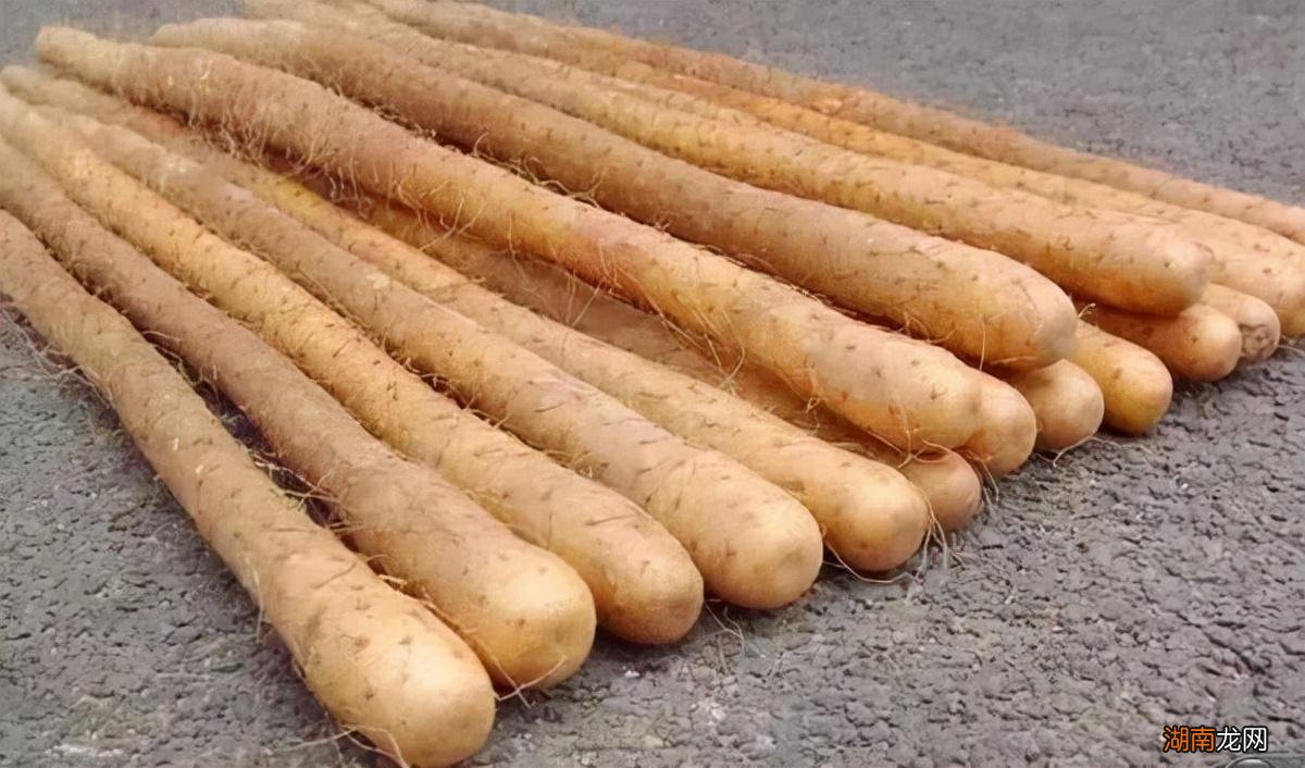 无冰箱也能长期储存的蔬菜排行 十大耐储存蔬菜品种排名