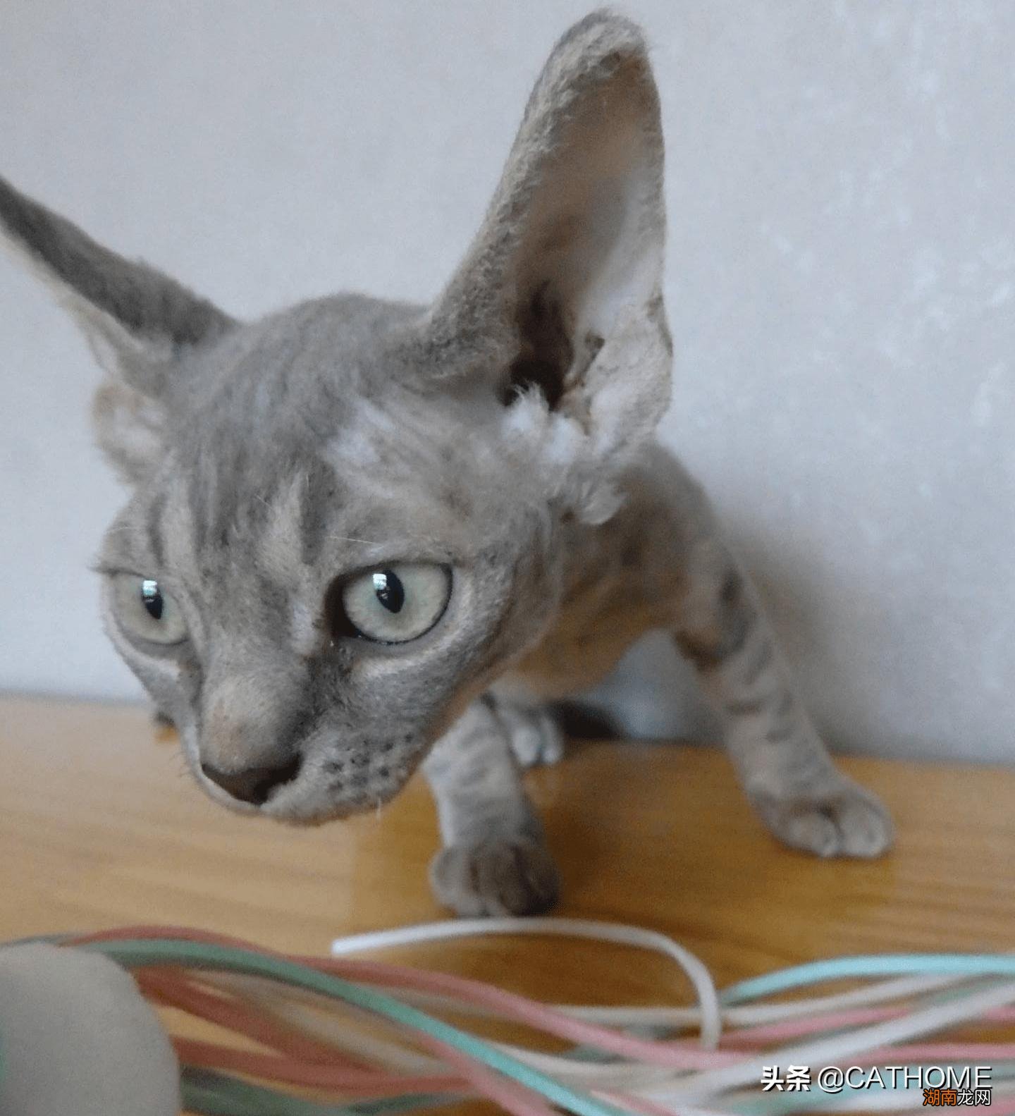 公猫一般多久可以做绝育 公猫什么时候做绝育比较好