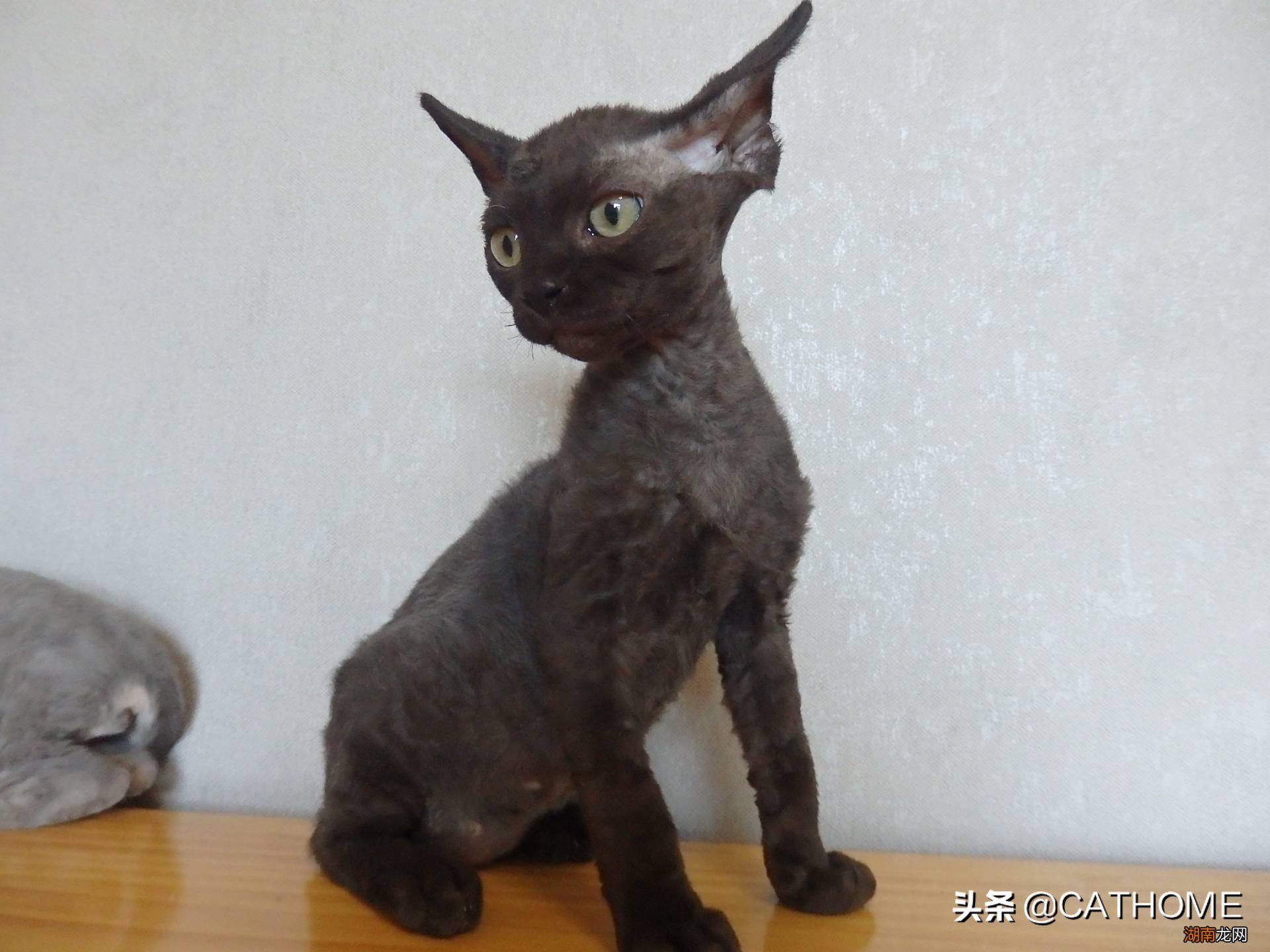 公猫一般多久可以做绝育 公猫什么时候做绝育比较好